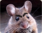 Мышь аватар